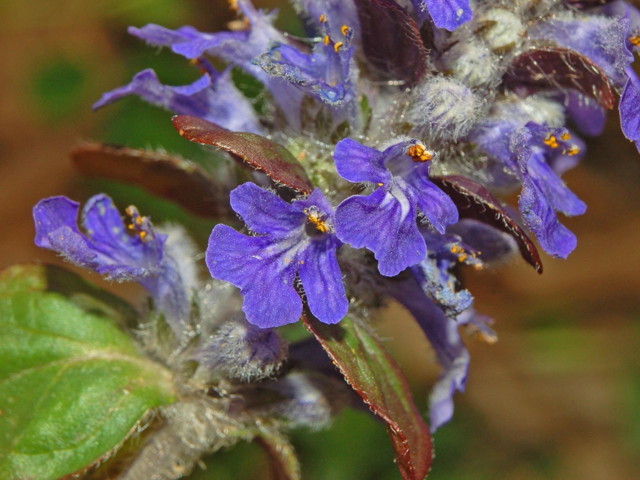 Ajuga reptans / Iva comune, Erba di S.Lorenzo
